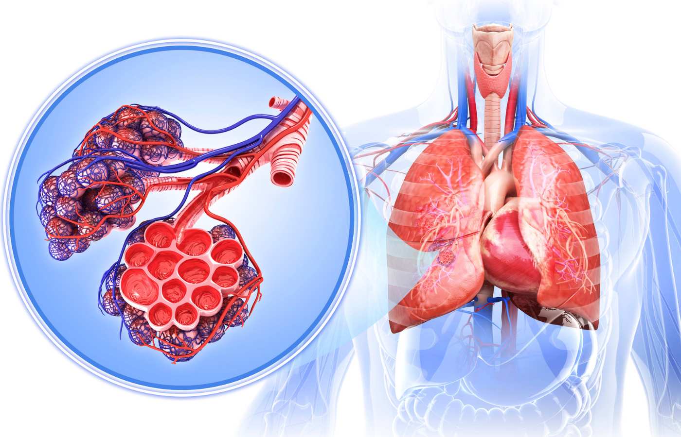 How does mesothelioma affect the respiratory system  in 2024 : A Comprehensive Guide